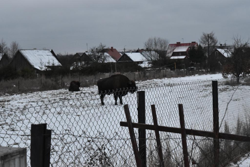 Domek Jaskolka Białowieża Exteriér fotografie