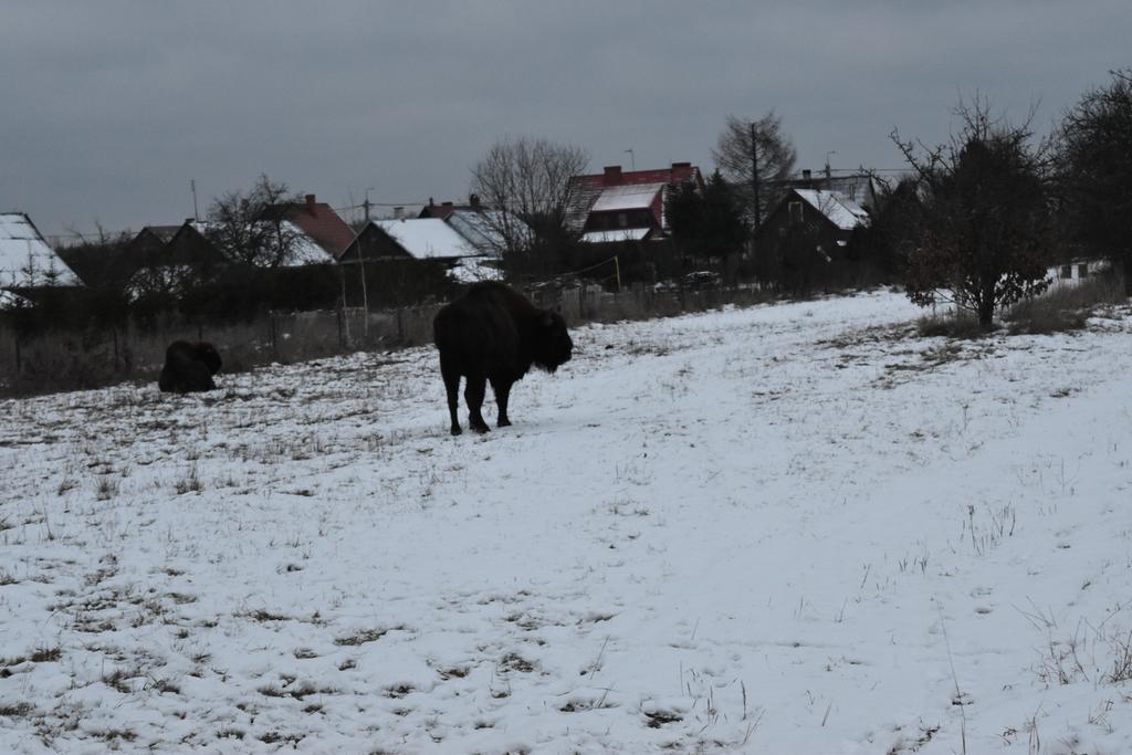 Domek Jaskolka Białowieża Exteriér fotografie